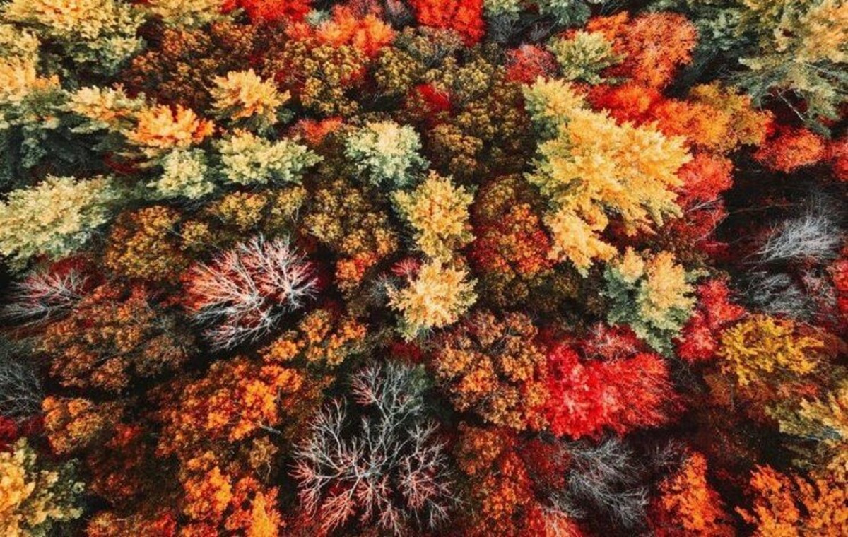 Vue aérienne d'une forêt aux couleurs de l'automne.