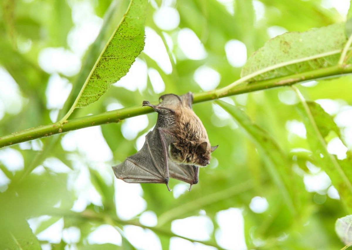 Chauve-souris