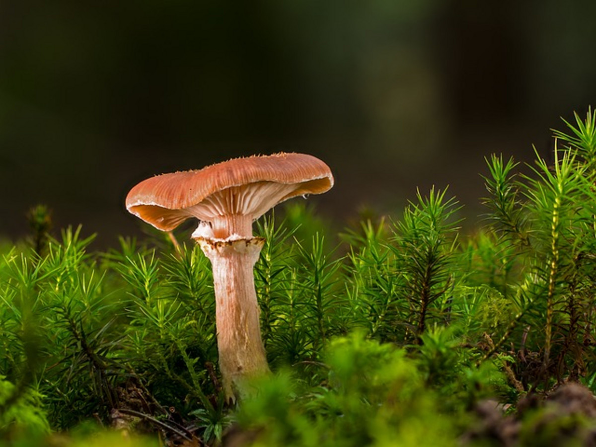 Champignon Chanterelle.