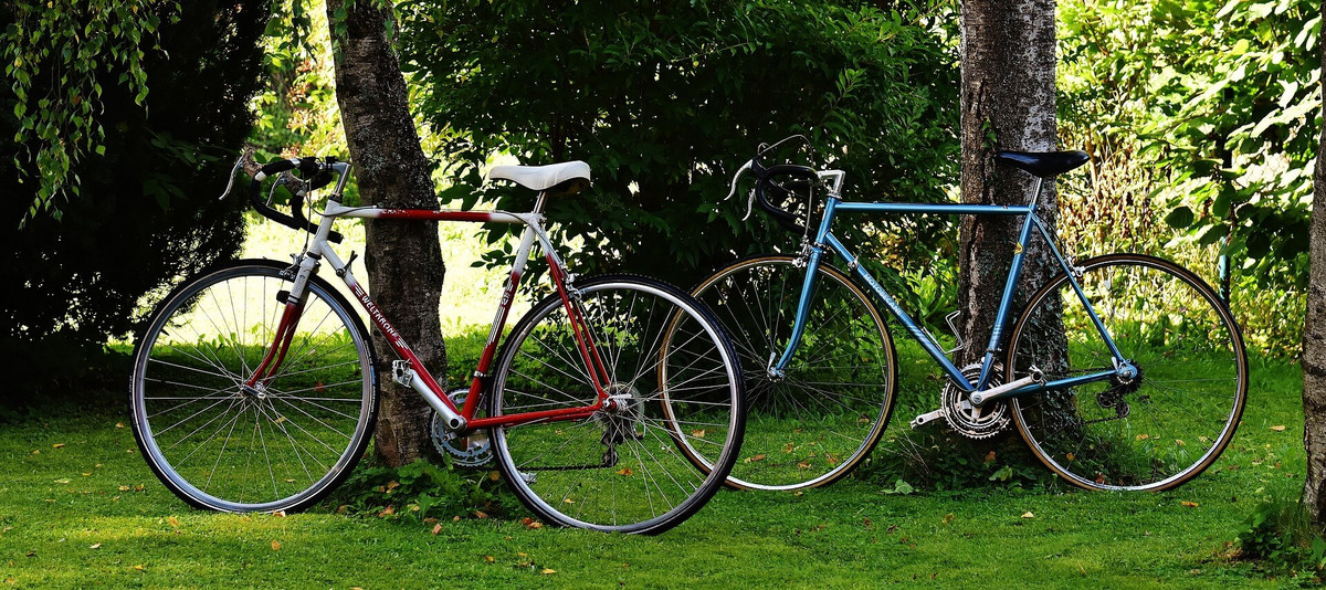 Deux vélos accotés sur des arbres.